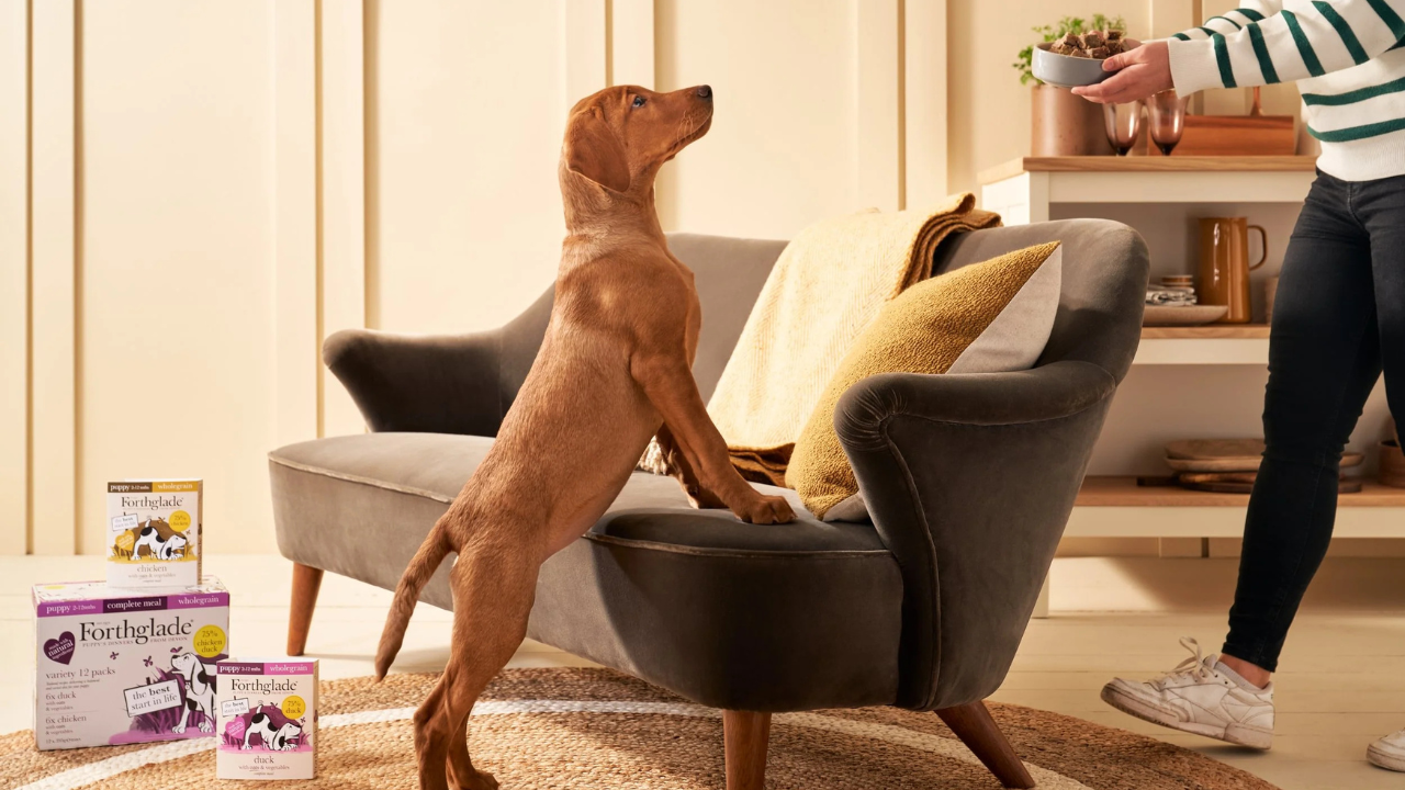 Why Dogs Bark Excessively